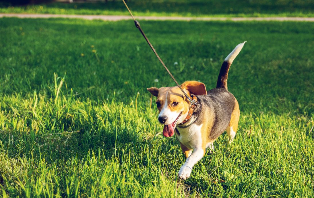 Pet Friendly Hotel in Seattle - MarQueen Hotel Seattle Boutique Hotel